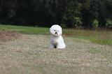 BICHON FRISE 485